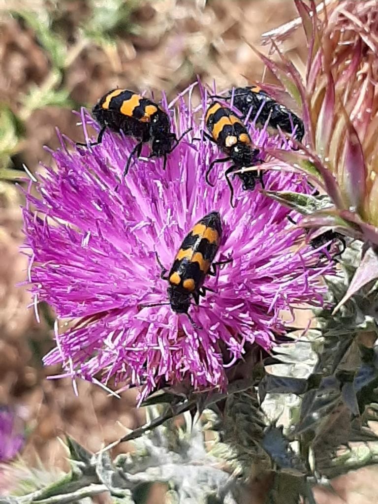 Thistles' flowers and their inhabitants