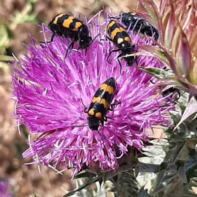 Thistles' flowers and their inhabitants