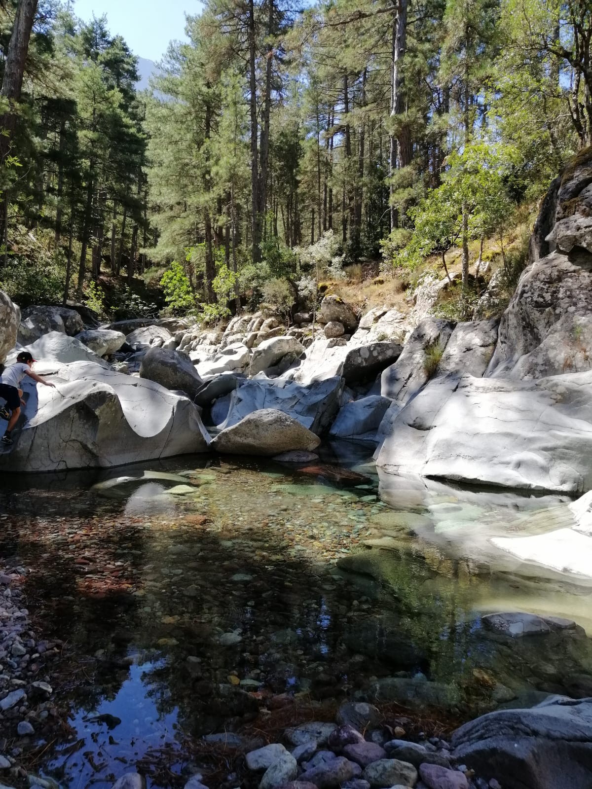 The Tartagine forest