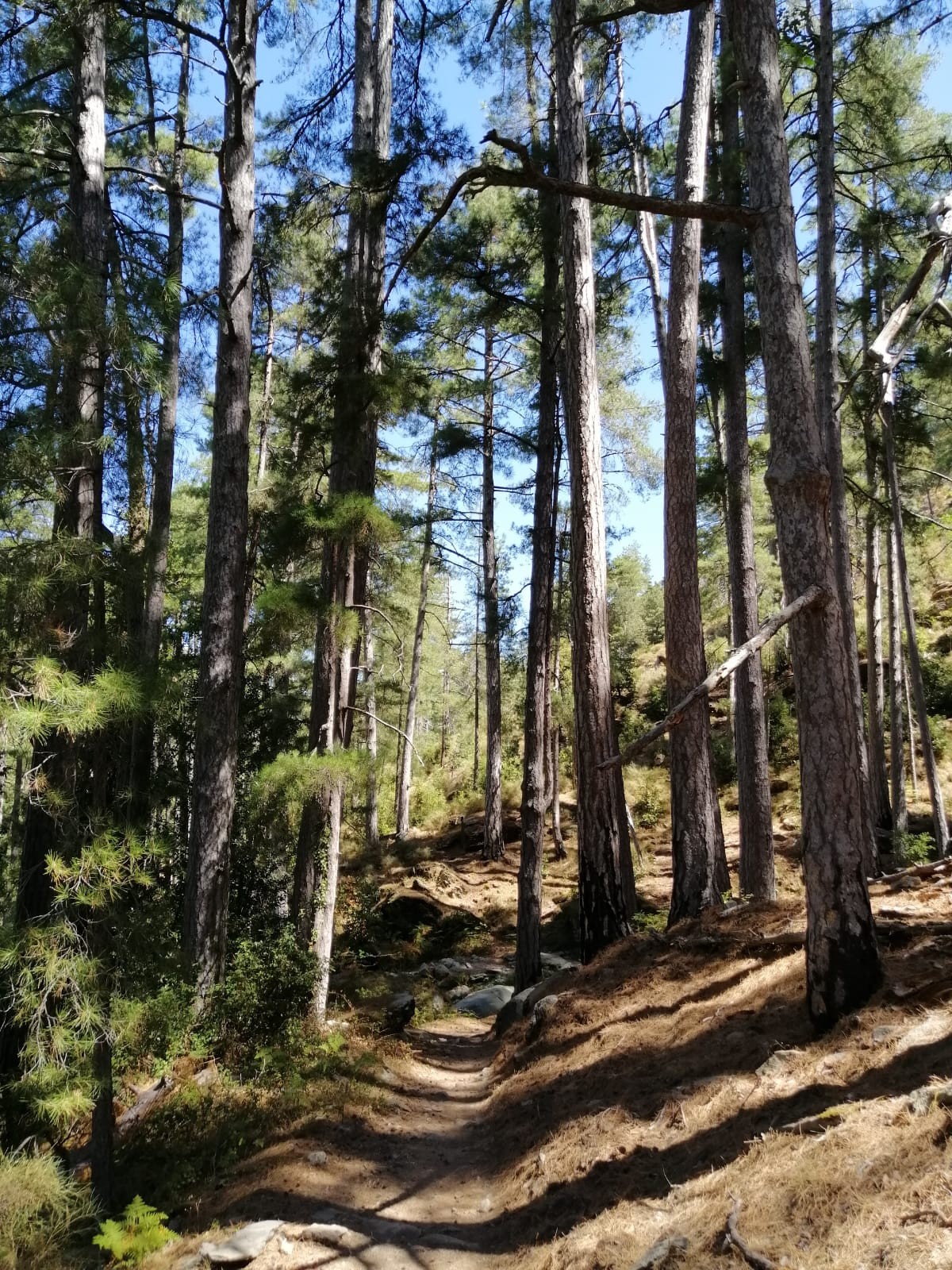 La forêt de Tartagine