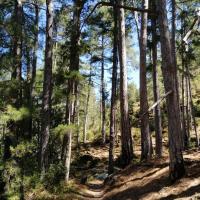 La forêt de Tartagine