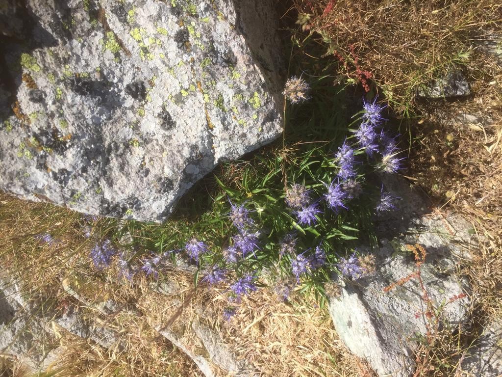 Mountain flowers