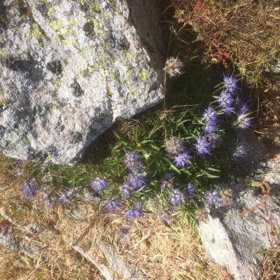 Mountain flowers