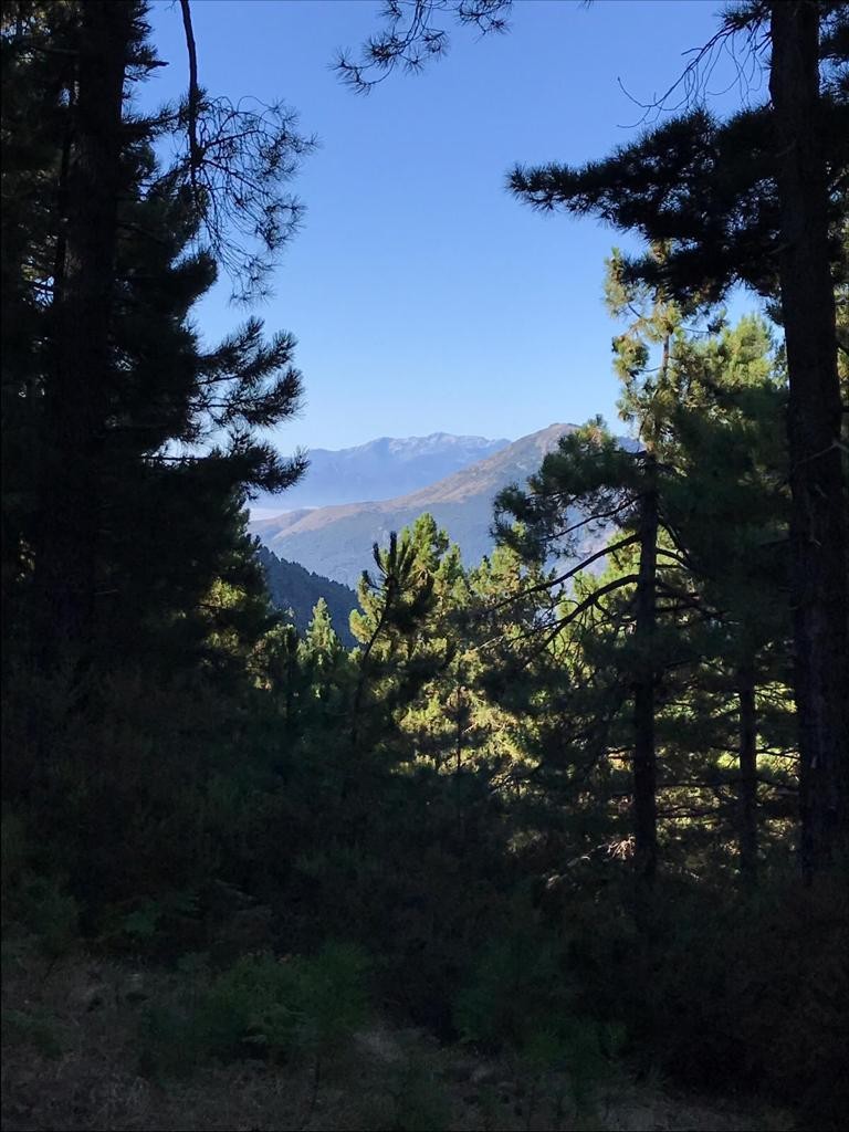 Dans la montée du San Petronne en Castagniccia