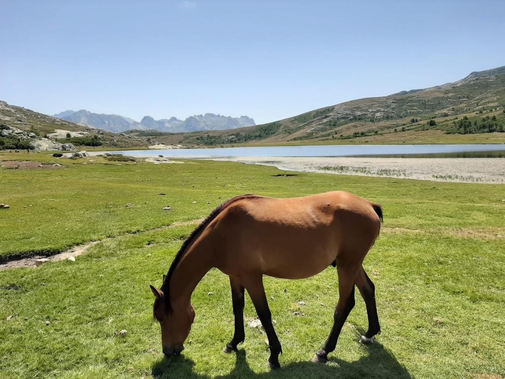 Il cavallo davanti al lago Nino
