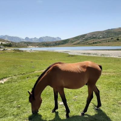 Horse in front of the lac Nino