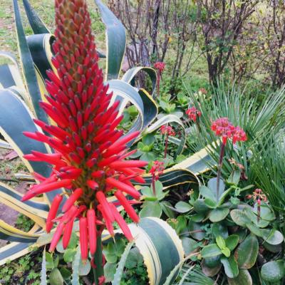 The flowers of our cactus